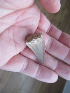 Mosasur tooth Eremiasaurus heterodontus
