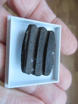 Myliobatis latidens from Bracklesham bay