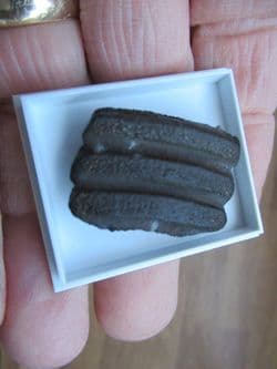 Myliobatis latidens from Bracklesham bay