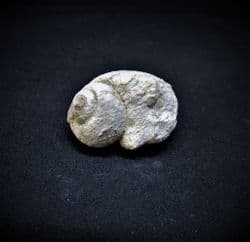 Natica adducta variety globata from Dorset