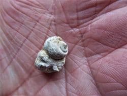 Natica adducta variety globata from Dorset