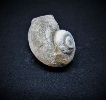 Natica adducta variety globata from Dorset