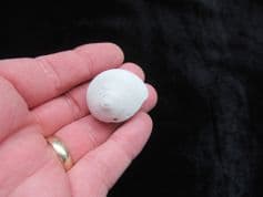 Natica canrena from Florida