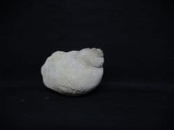 Naticops species