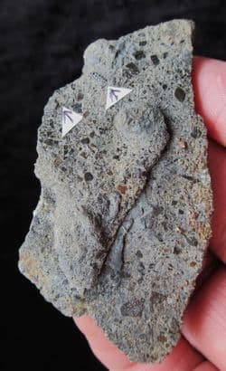 Nemacanthus monilifer shark spine partials