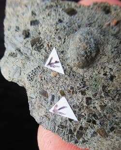 Nemacanthus monilifer shark spine partials