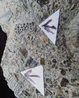 Nemacanthus monilifer shark spine partials