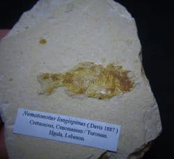 Nematonotus  longispinus Cretaceous Lebanese fish