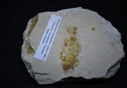 Nematonotus  longispinus Cretaceous Lebanese fish