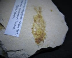 Nematonotus  longispinus Cretaceous Lebanese fish