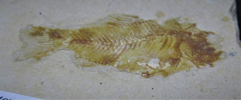 Nematonotus  longispinus Cretaceous Lebanese fish