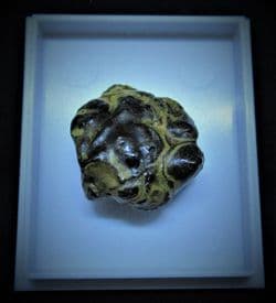 Neocarcinus ovalis Texas crab