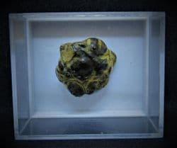 Neocarcinus ovalis Texas crab