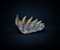 Neoceratodus  Africanus (Haug 1905)