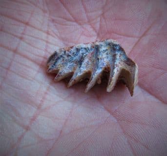 Neoceratodus  Africanus (Haug 1905)
