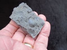 Neocrassina ovata from the Black Isle