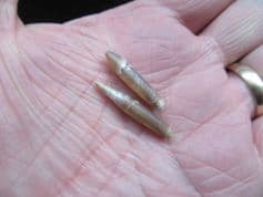 Neohibolites minimus from the Leighton Buzzard