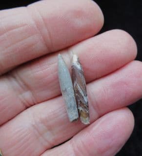 Neohibolites minimus from the Leighton Buzzard