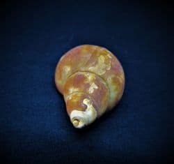 Neptunea contraria Left handed welk from the  Red crag