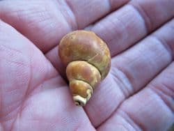 Neptunea contraria Left handed welk from the  Red crag