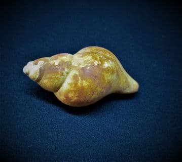 Neptunea contraria Left handed welk from the  Red crag