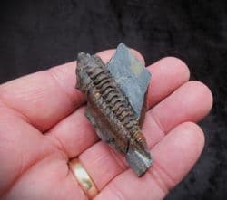 Neseuretus tristani from the Ordovician