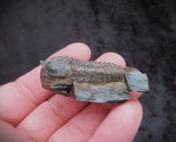 Neseuretus tristani from the Ordovician