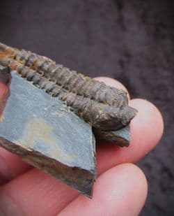Neseuretus tristani from the Ordovician