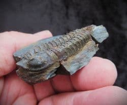 Neseuretus tristani from the Ordovician