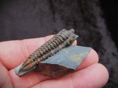 Neseuretus tristani from the Ordovician
