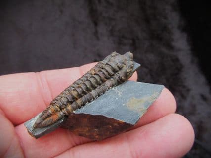 Neseuretus tristani from the Ordovician