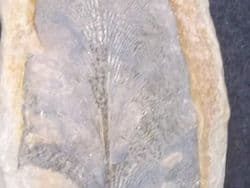 Neuropteris  cf.  Decipiens from  Mazon creek !