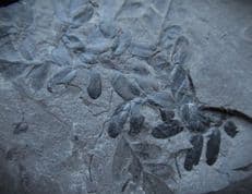 Neuropteris preserved in sumptuous detail