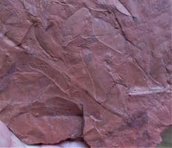 Neuropteris species