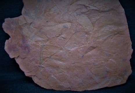 Neuropteris species