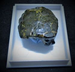 Notopocorystes  Stokesi Gault clay Crab!