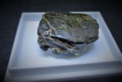 Notopocorystes  Stokesi Gault clay Crab!
