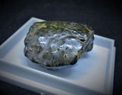 Notopocorystes  Stokesi Gault clay Crab!