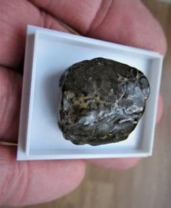 Notopocorystes  Stokesi Gault clay Crab!