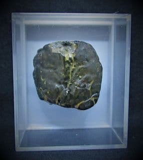 Notopocorystes  Stokesi Gault clay Crab!