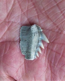 Notorynchus primigenius (Agassiz)