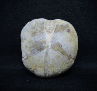 Nucleolites scutatus (Lamarck)