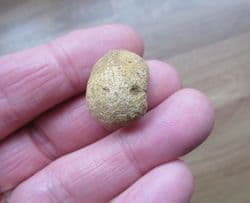Oculospongia dilatata (Roemer)