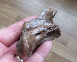 Odocoileus Deer Axis Vertebra