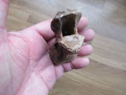 Odocoileus Deer Axis Vertebra