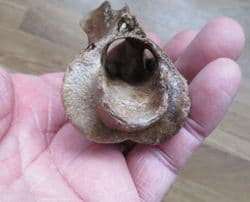 Odocoileus Deer Axis Vertebra