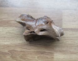 Odocoileus Deer Axis Vertebra