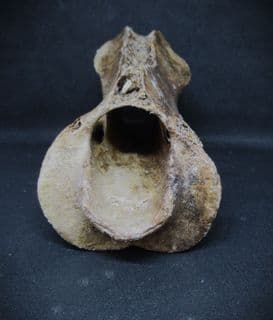 Odocoileus Deer Axis Vertebra