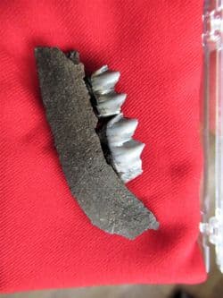 Odocoileus White tailed Deer jaw