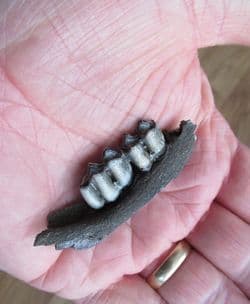 Odocoileus White tailed Deer jaw